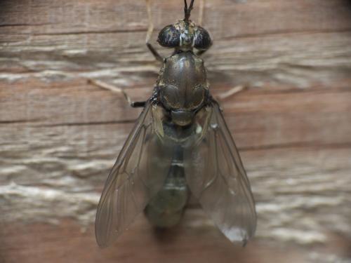 Hermetia illucens